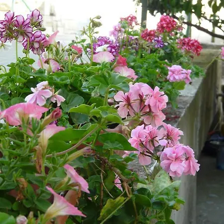 Luna Drvenik (Split-Dalmatia)